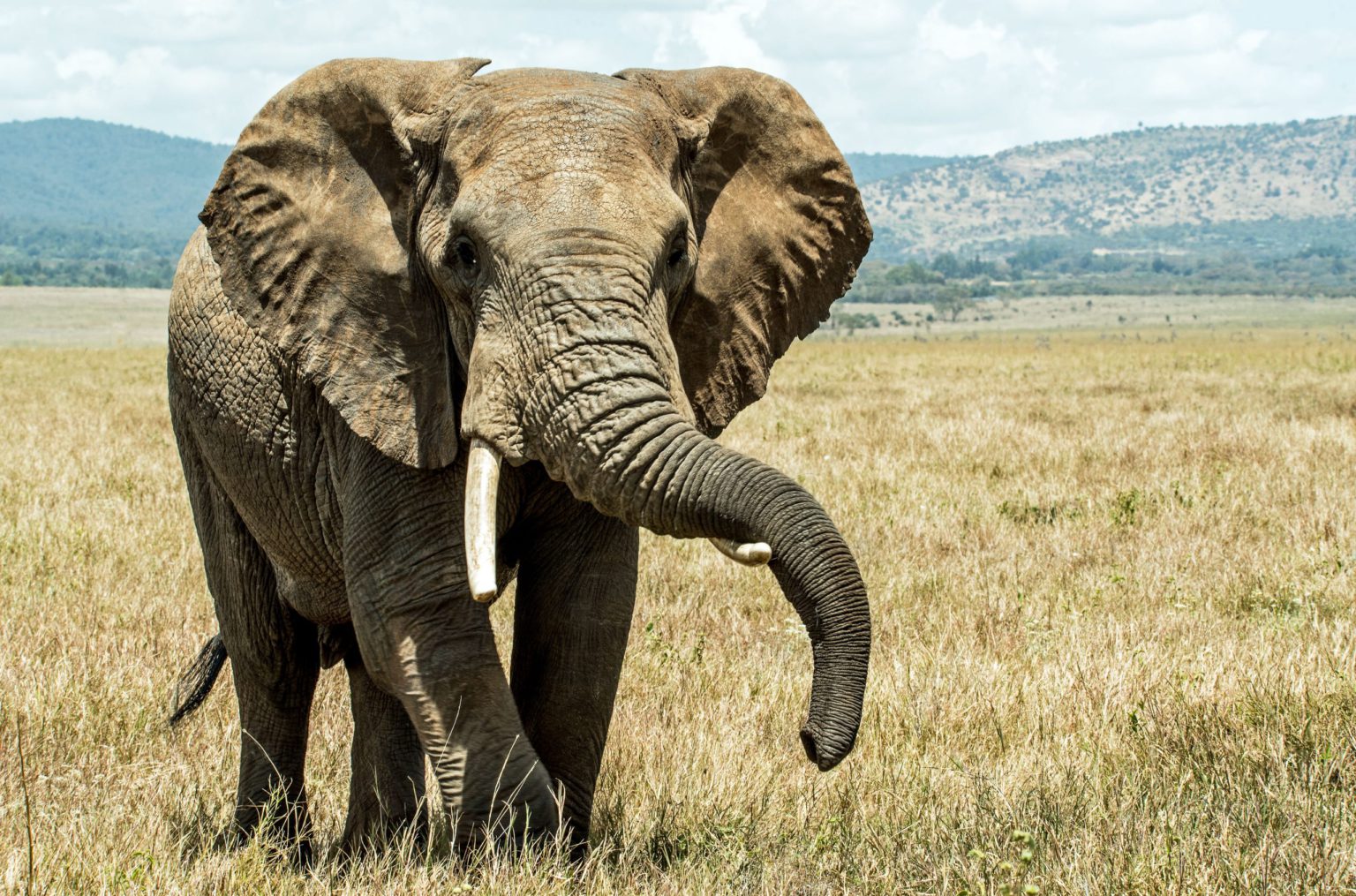 a photo of an elephant